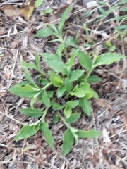 Tradescantia brevifolia