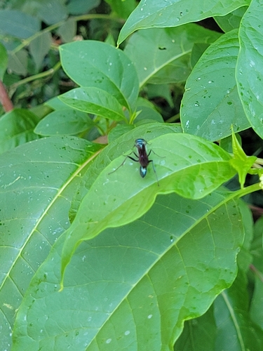 Zimmerman's Mud-dauber Wasp photo 2