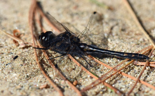 Black Meadowhawk (Sympetrum danae), a species recorded in Alaska