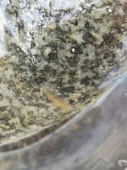 Leptoplana tremellaris