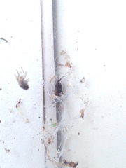 Ischnothele guianensis