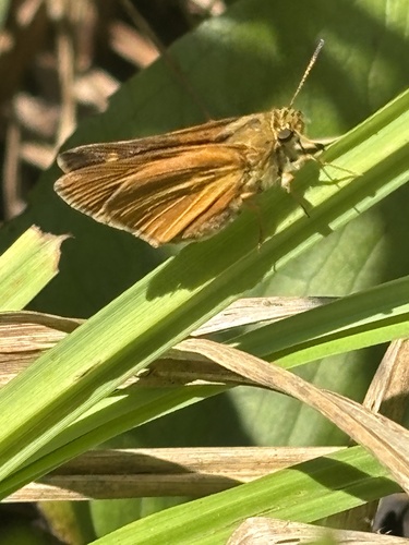 Dion Skipper photo 5