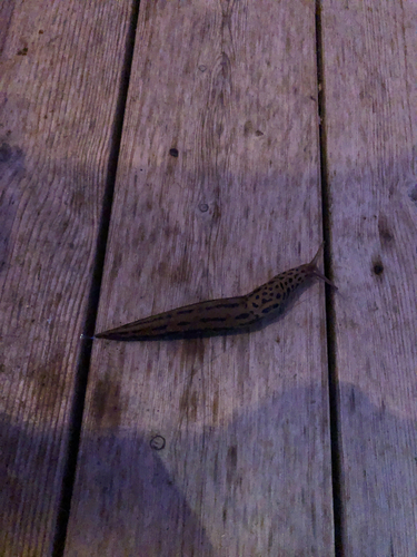 Limax maximus