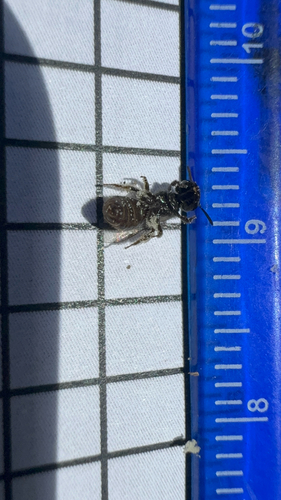 Tripartite Sweat Bee (Halictus tripartitus), a species recorded in California