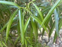 Rhus lancea