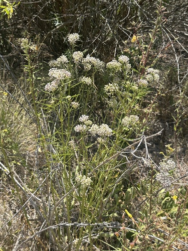 iNaturalist observation photo of narrowleaf milkweed