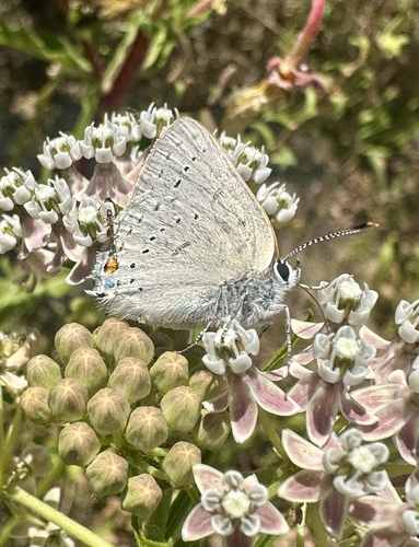 iNaturalist observation photo of Dryope Hairstreak