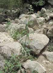 Marrubium
