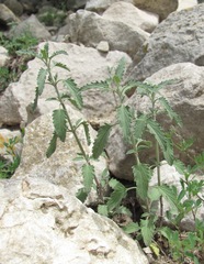 Marrubium