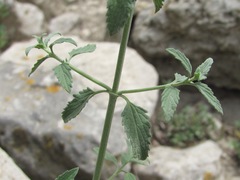 Marrubium