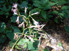 Adenostyles australis