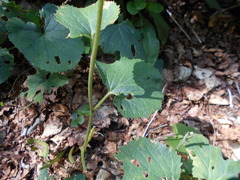 Adenostyles australis