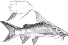 Bigeye Squeaker photo 2