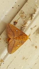 Anisota fuscosa