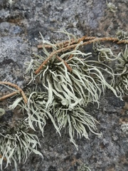 Ramalina cuspidata