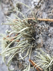 Ramalina cuspidata