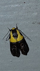 Rectiostoma xanthobasis