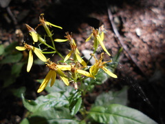 Senecio ovatus alpestris