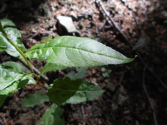 Senecio ovatus alpestris