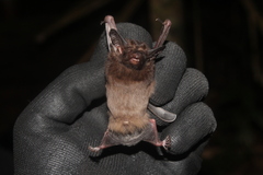 White-Winged Dog-Like Bat photo 1