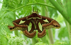 Rothschildia jacobaeae