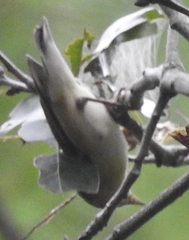 Setophaga caerulescens