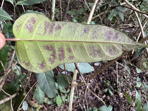Parsonsia latifolia observed 2025-07-01
