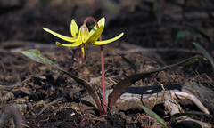 Erythronium umbilicatum