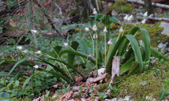 Carex fraseriana