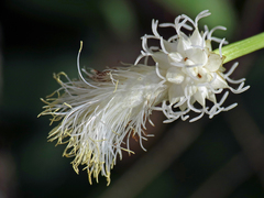 Carex fraseriana