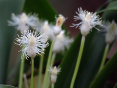 Carex fraseriana
