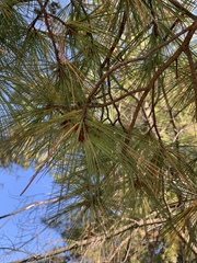 Pinus strobus