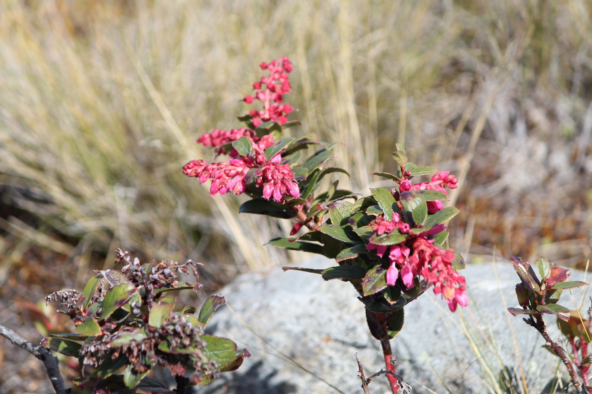 Gaultheria serrata