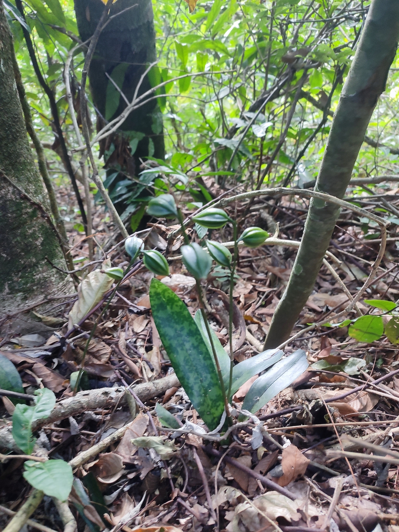 Eulophia maculata