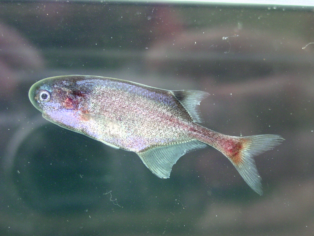 Smalleye elephantfish (Petrocephalus microphthalmus) — Mormyridae