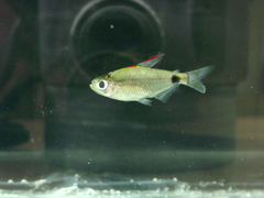 Alestidae