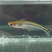 African Glass Catfish - Photo (c) John P Friel, some rights reserved (CC BY), uploaded by John P Friel