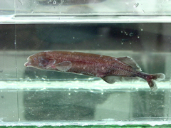 Brienomyrus