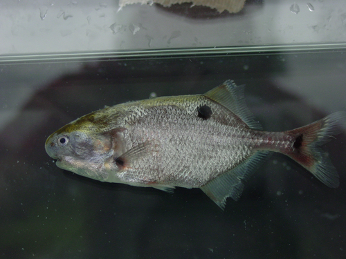 Balay's stonebasher (Petrocephalus balayi) — Mormyridae
