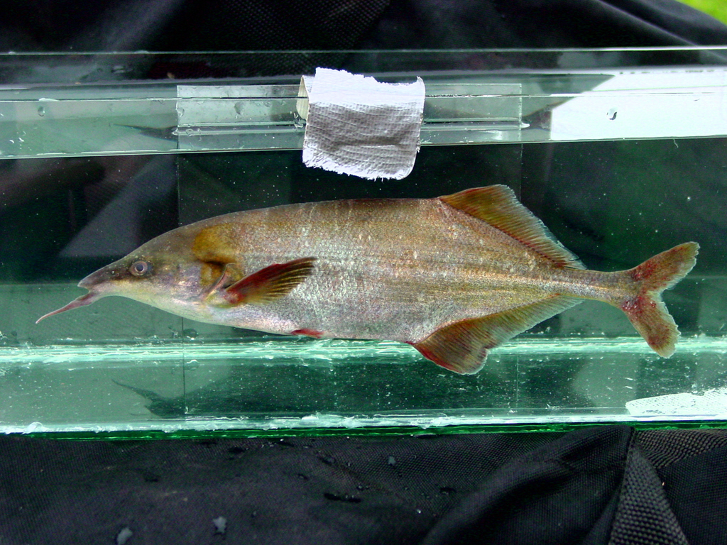 Donny's elephantfish (Genyomyrus donnyi) — Mormyridae