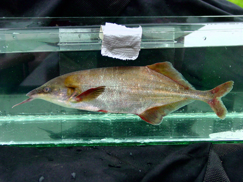 Donny's elephantfish (Genyomyrus donnyi) — Mormyridae