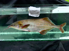 Genyomyrus donnyi