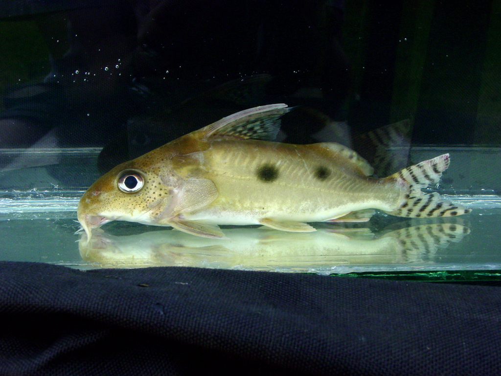 Ocellated synodontis (Synodontis nummifer) — Mochokidae