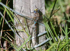 Rhionaeschna variegata