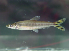 Monostichodus mesmaekersi
