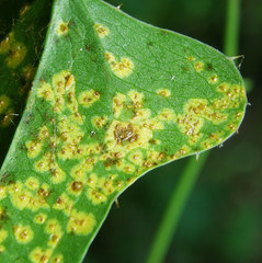 Puccinia smilacis