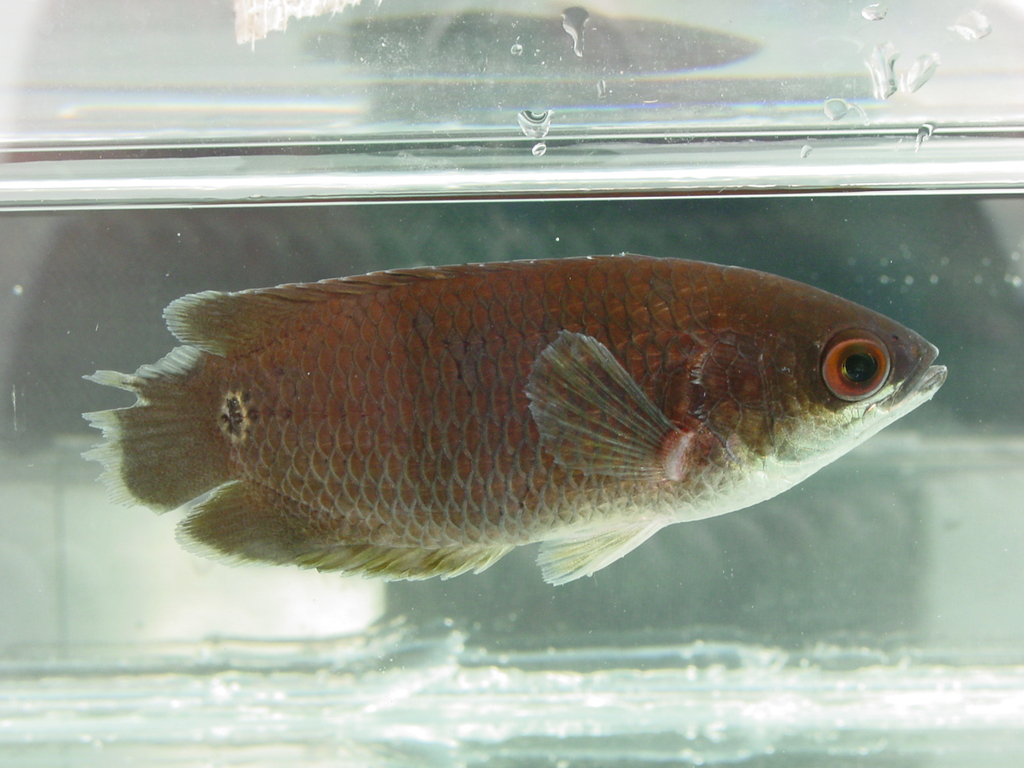 Bullseye Ctenopoma