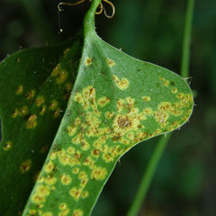 Puccinia smilacis