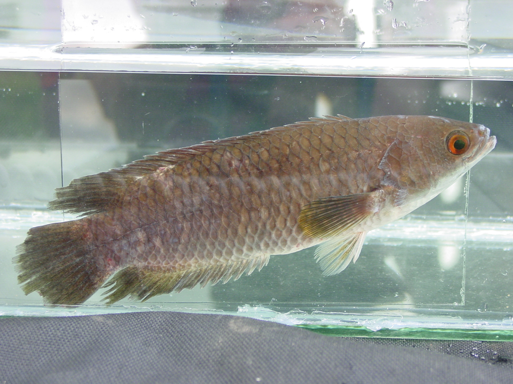 Gabon climbing perch (Ctenopoma gabonense) — Anabantidae