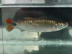 Brycinus